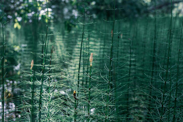 horsetail grows in a swamp, ancient primitive plant