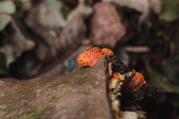 Pycnoporus sanguineus fungus on wood