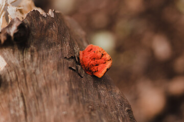 Orange fungus growing on wood, blur background