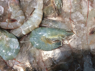 Fresh prawns soaked with ice cubes Inside the supermarket Waiting for buyers to buy and use for cooking