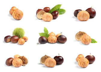 Set of sweet edible chestnuts with green leaves on white background