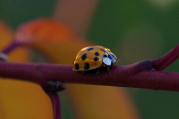 Summertime Ladybug Macro