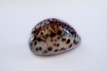 Seashell on white background