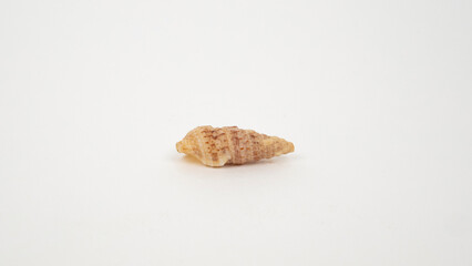 Sea shell on white background.