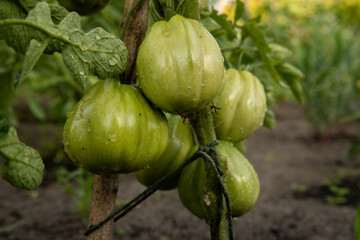 pomidor zielony, green tomato