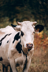 Photo of a bull for a poster or calendar. Charming cute country animal from the farm. Large portrait of a thoroughbred adult cow of black and white color with large horns.