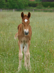Rare Breed Foal