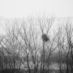 trees in fog in cold November