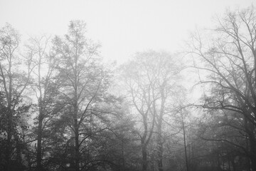 Fototapeta na wymiar trees in fog in cold November