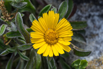Gelb blühender Küstenstrandstern