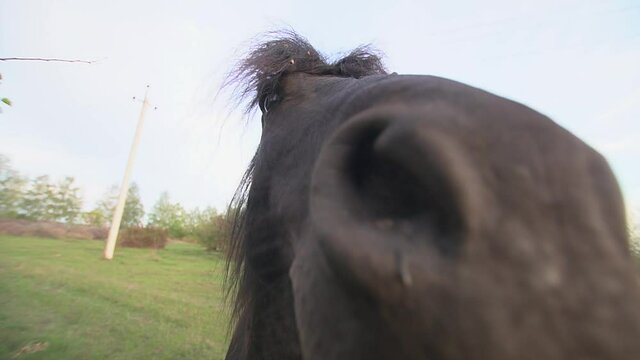 Wild horse sniffs the camera close-up outdoors with wide angle lense