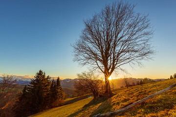 Allgäu - herbst - Baum - Sonnenuntergang - Stimmung