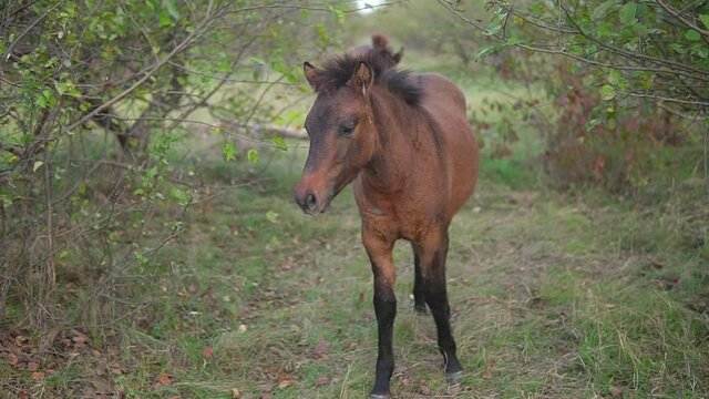 Young wild ginger foal stands in a garden at autumn