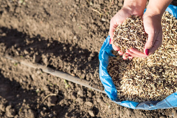 Hand with seeds. Planting seeds in a garden.