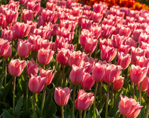 Fototapeta premium Tulip season. Harvest Mix tulips flowers.