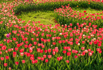 Spring tulip. Field of beautiful tulips. Multi colored tulips.