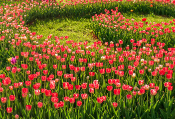 Obraz premium Spring tulip. Field of beautiful tulips. Multi colored tulips.