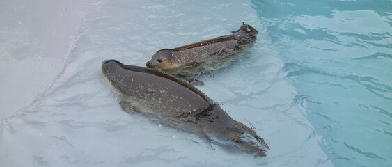 アザラシ、可愛い、日本、北海道、旭川動物園 © Saru-ns