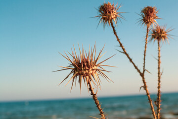 A closeup of dry thistles in Ayia Napa coast in Cyprus, wild artichoke, blue sky and sea blurred background