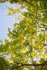 Green and yellow leaves on the tree