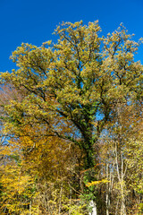 Eichen in Herbstfärbung