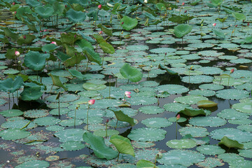 Nature scene of Green Lotus leaf and Lotus flowers at lotus lake in Tu Duc Tomb Hue Vietnam - Floral backdrops in the garden