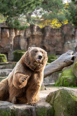 Obraz na płótnie Canvas Brown bear (Ursus arctos) in captivity raising its paw to ask for food to be thrown at it