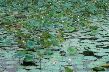 Nature scene of Green Lotus leaf and Lotus flowers at lotus lake in Tu Duc Tomb Hue Vietnam - Floral backdrops in the garden