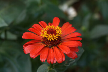 Red Zinnia Flowers in Garden , Floral backdrops in the garden