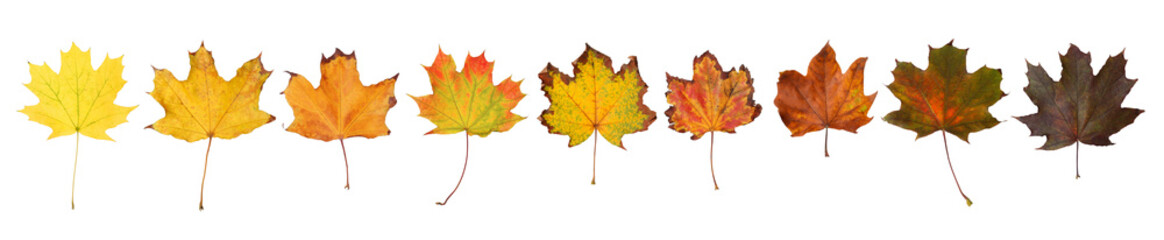 Naklejka na ściany i meble Set of autumn leaves on white background. Banner design