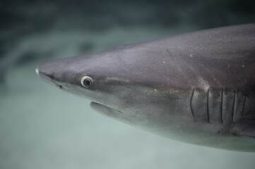 Close up photo of gray shark (Carcharhinus amblyrhynchos) where we can see in detail one of its...