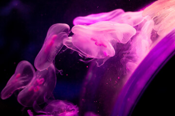 Pink Jellyfish