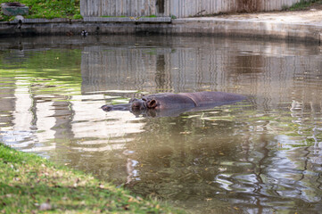 Hippo (Hippopotamus amphibius) with head and back out of the water while swimming in his pond