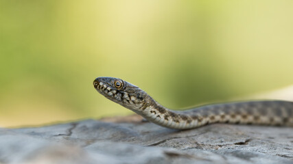 Dice snake (Natrix tessellata) close up on a yellow-green flowing background