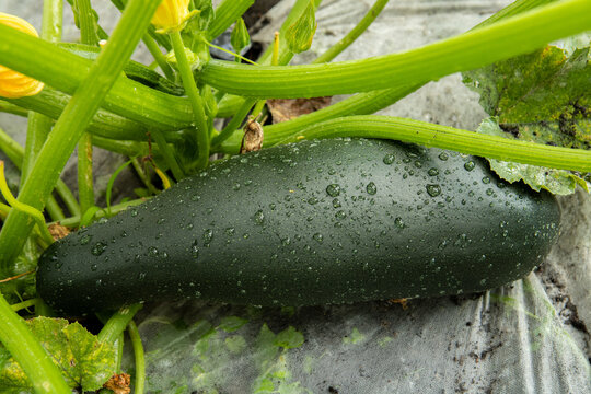 cukinia, courgette