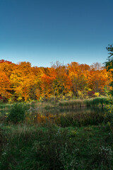 Fototapeta premium autumn in the woods