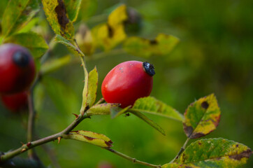 ripe hip roses on branch with leaves, on green background