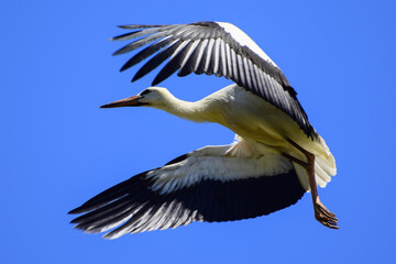 Stork in flight against a blue sky