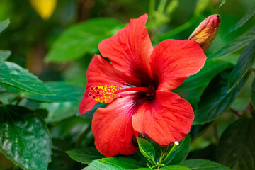 chic flower is suitable for a screensaver