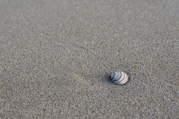shell on the sand