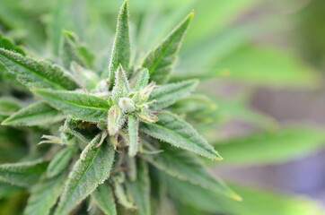 agriculture, background, botany, bud, buds, cannabis, close up, closeup, crop, cultivated, cultivation, culture, dope, drug, farm, farming, flower, grass, green, grow, growth, harvest, hash, health, h