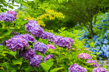 日本　静岡県袋井市、遠州三山の一つ法多山尊永寺の紫陽花