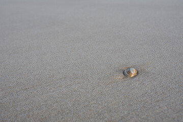 Seashell on sand