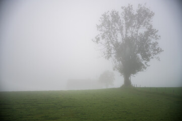 Fototapeta na wymiar Trees disappearing into the fog