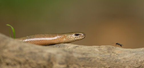 Legless lizards, slow worm, deaf adder, blindworm, long-cripple, common slowworm (Anguis fragilis) and ant face to face