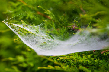 Drops of dew in a foggy cobweb in the bush on a summer morning