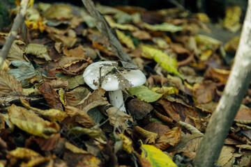 Mushroom harvest in the large Forest. Mushroom in the leafs