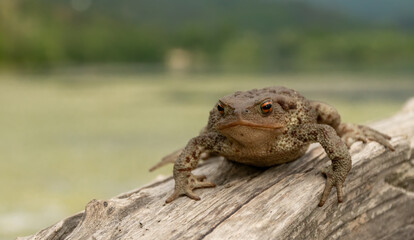 Common toad or European toad (Bufo bufo) in nature, close up