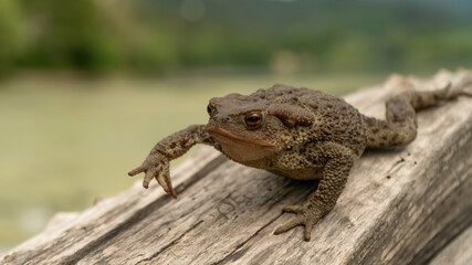 Common toad or European toad (Bufo bufo) in nature, close up