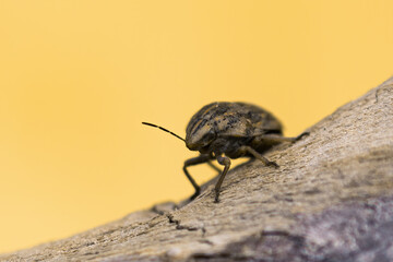 Odontotarsus sp., Scutelleridae on a branch. Isolated pale yellow background, close up